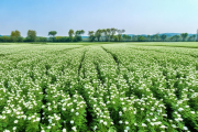 隆回金银花：30万亩种植面积，全球市场占有率超60%，打造绿色经济新名片
