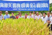 邵阳农科院杂交稻新种“雪峰优1号”亩产突破1200公斤，刷新国内水稻种植新纪录