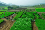 新邵县石漠化治理与扶贫结合，10万亩荒山变绿洲，助力乡村振兴