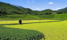 茶陵烟稻轮作示范区亩均利润超3500元，助力农户增收致富