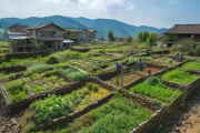 城步县高山移民新村“微菜园”解乡愁，每户分地20平方米，重塑乡村生活新篇章
