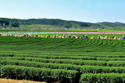 邵阳县油茶合作社分红大会盛大召开，5万茶农人均增收6000元，共绘乡村振兴新画卷