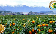洞口县“雪峰蜜桔”出口东南亚，5000亩基地获国际有机认证，助力乡村振兴