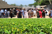 城步油茶文化申遗启动，百村联动打造“百里油茶走廊”：传承与创新共绘乡村振兴新画卷