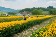 隆回县金银花深加工基地投产，5万花农人均分红超5000元，助力乡村振兴