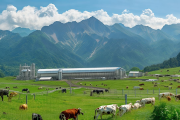 城步南山乳业崛起：亚洲最大高山牧场，液态奶产量跃居全国前三